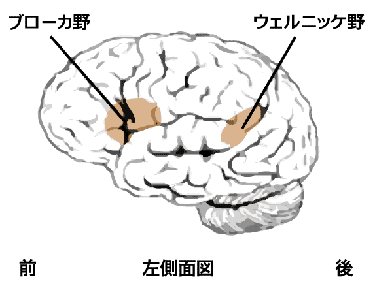 脳の仕組みを解説している画像