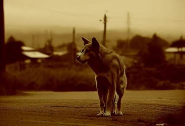 畜犬談をイメージさせる野良犬の画像