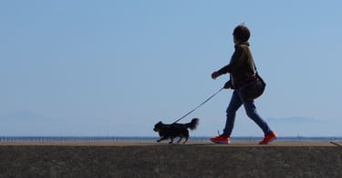 犬の散歩