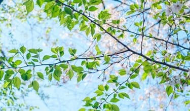 葉桜