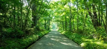 小説「騎士団長殺し」の舞台の山荘へ続く道のイメージ